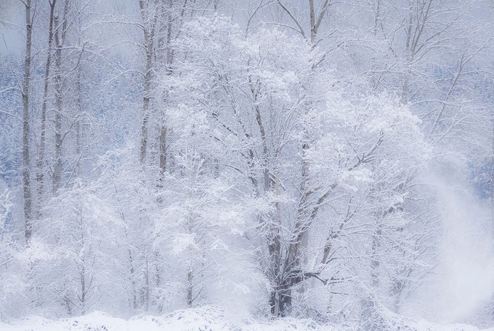 Washington State-Fall City valley with fresh snows on Cottonwoods